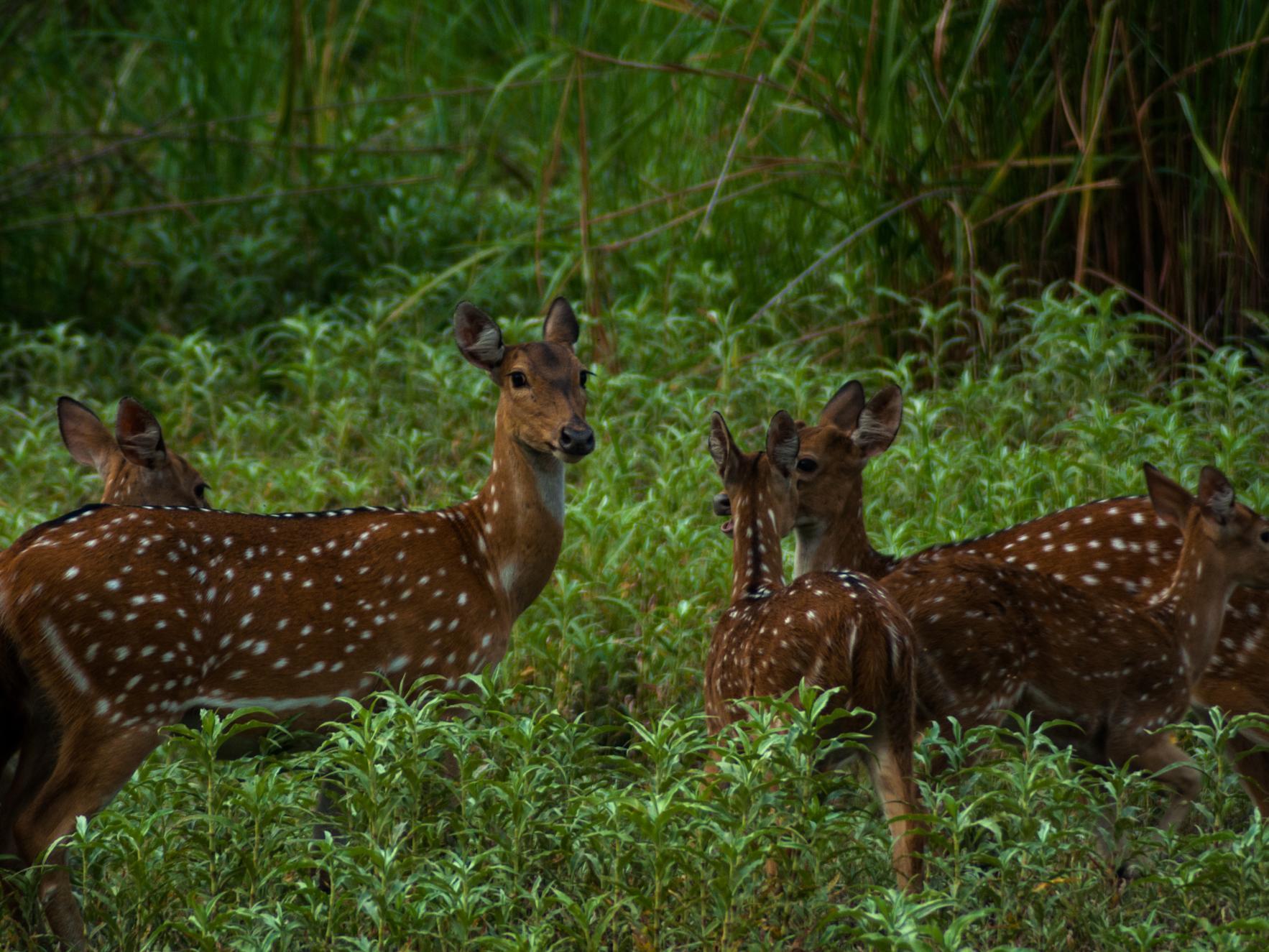 Tigerland Safari - A Lemon Tree Resort, Chitwan, Nepal Patlahara Экстерьер фото